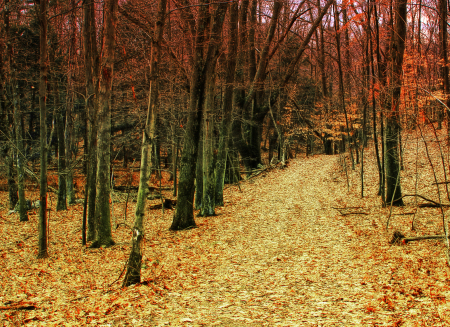 Trail into the woods