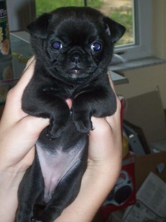 Laila Lu (chug - part black pug/chihuahua)