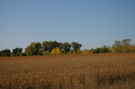 Fall Field