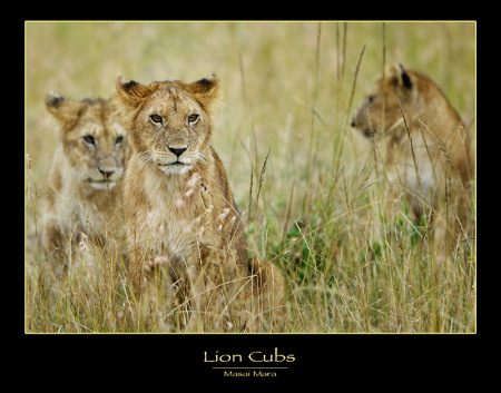 Lion Cubs in Kenya