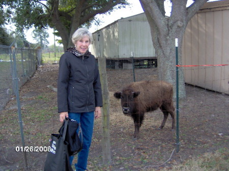 Buffalo & friend