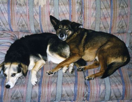 My 1st and 2nd dogs