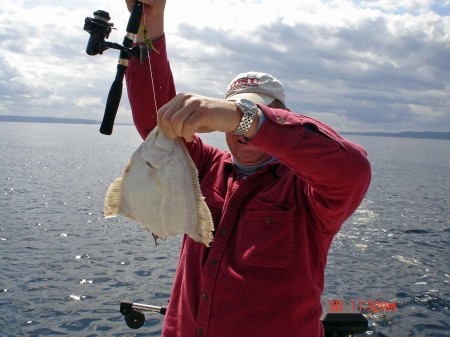 A flounder that has been hit by a shark