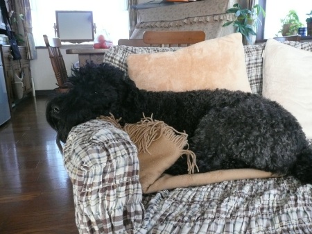 Shelly(Kerry Blue Terrier)