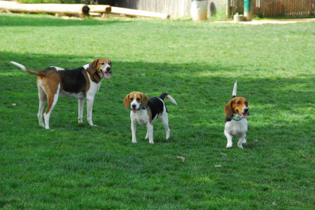 My happy hounds invade Elk Grove Doggy Park!
