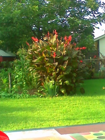 cannas