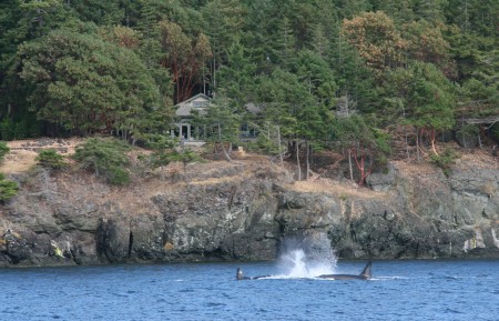 Back Yard From the Sea Side (with friends)