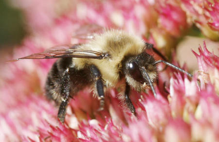 Bee on sedum