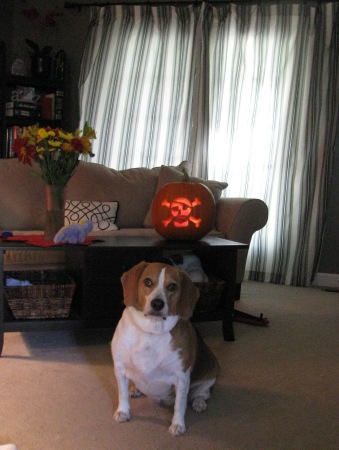 My beagle Zoey and her pumpkin at Halloween!