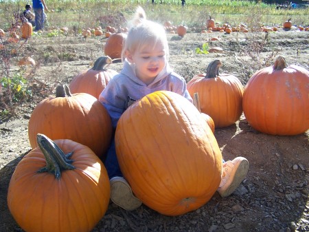 Pumpkin patch 2008