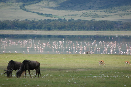 Wildebeest, gazelle, zebra & Flamingos