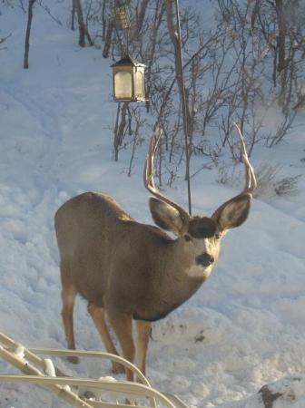 Another patio visitor - Dec 07-SLC, UT