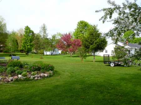 NEIGHBOR'S RED MAPLE