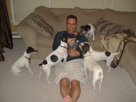 5 Jack Russell Terriers