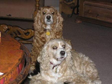 Stella & Red - passed in 12/2007 and 3/2009