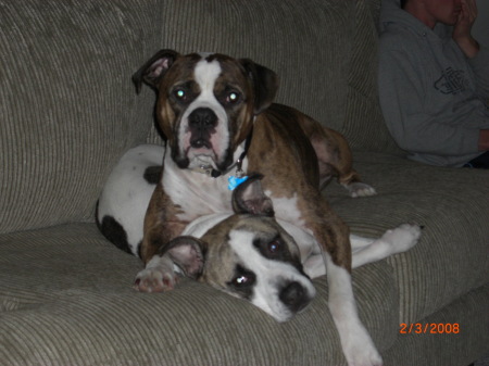 Marley (white) & Apollo