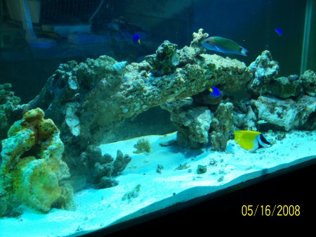 125 Gallon Saltwater Aquarium, Mine