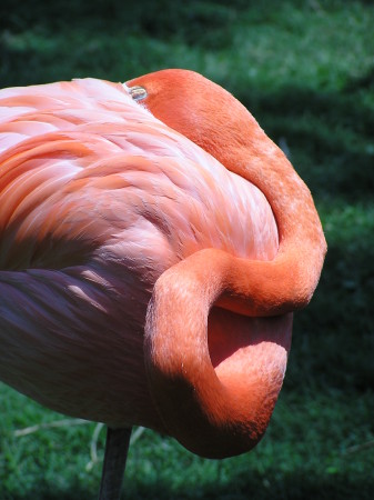 Pink Flamingo Sleeping  Busch Gardens