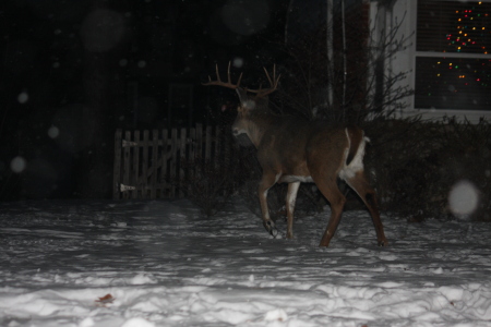 Michael Cassini's album, Deer in the 'hood