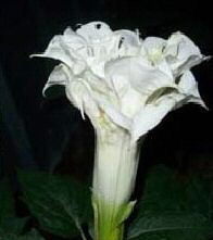Double White Angel Trumpet