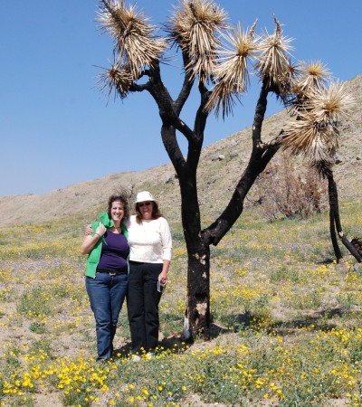 Spring Time in the Desert