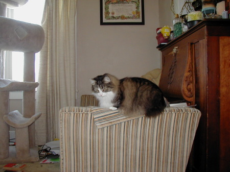 Birdie on the Loveseat