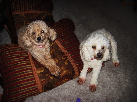 My two poodles, Pluto and Lacey