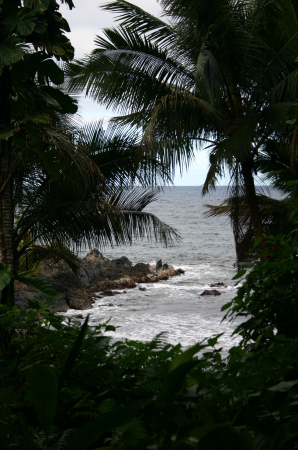 Gardens in Hilo Hawaii