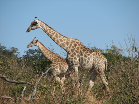 giraffic park, botswana, june 2006