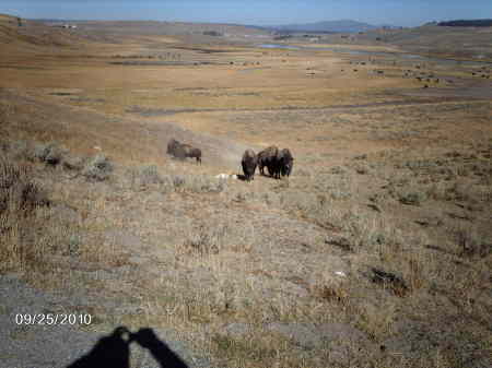 Bison in Yellowstone National Park