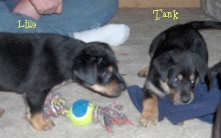 Tank & Lilly were the only rotty looking pups