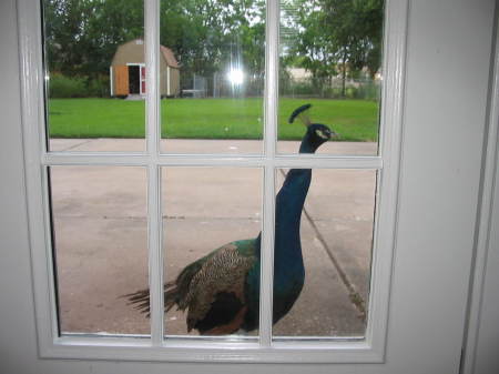 Peepin' Peacock