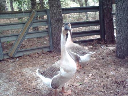 My geese