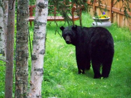 Backyard friend July 08