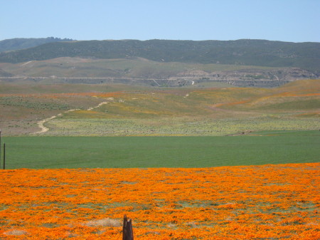 Poppy Field near Lancaster CA