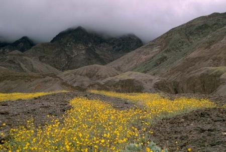 Death Valley wildflowers.