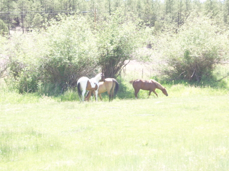 Our Horses grazing in the White Mountains