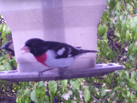 SPRING MIGRATING GROSSBEAK