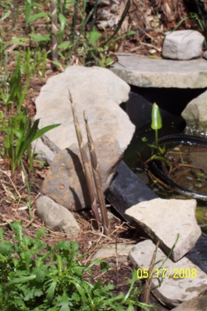 back yard pond