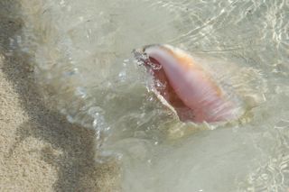 Conch in Surf