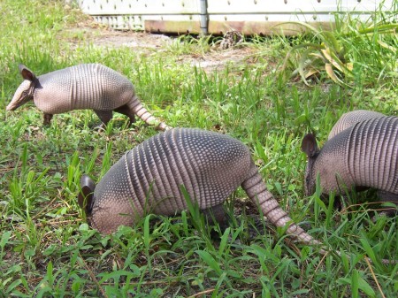 Armadillos