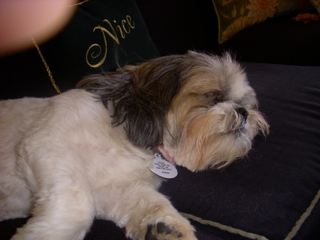 Teddi,  a spoiled Shih Tzu