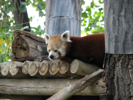 exxon zoo picnic 041