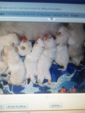 all 7 puppys