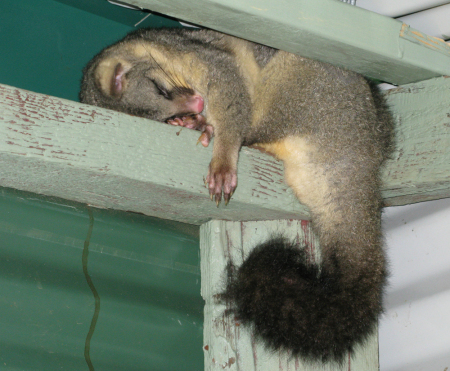 Sleeping possum