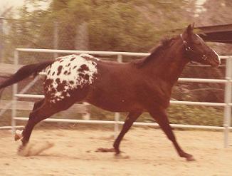 Cocoa "Worth A Mint" Cheryl's first baby, 1983