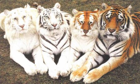 4 tigers