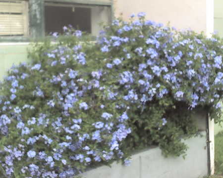 front of building-flowers