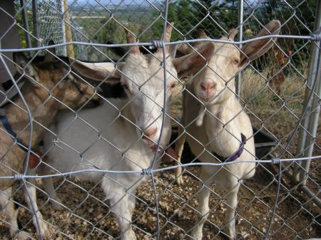 I LOVE MY GOATS!