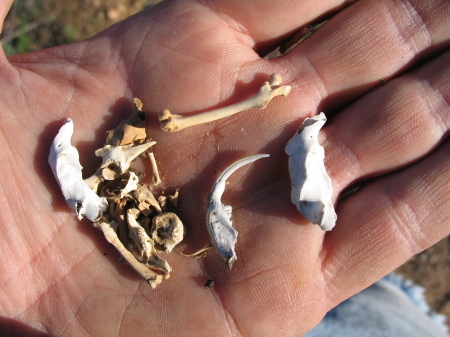 Rodent Bones